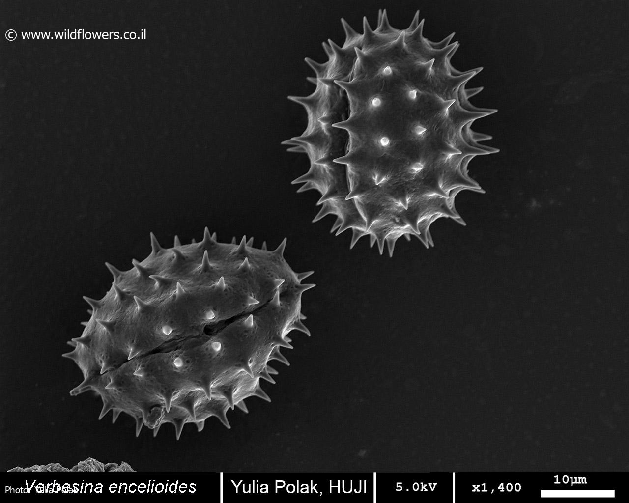 Verbesina encelioides